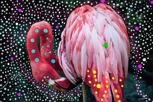 Jelena Jankovic - Birds
