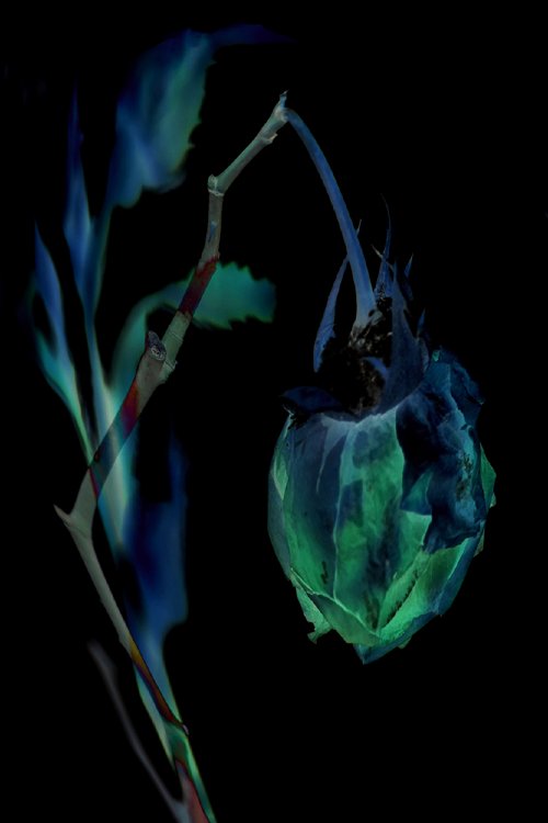 Robbi Montgomery - The Lantern