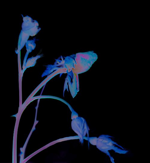Robbi Montgomery - Glow in the Night