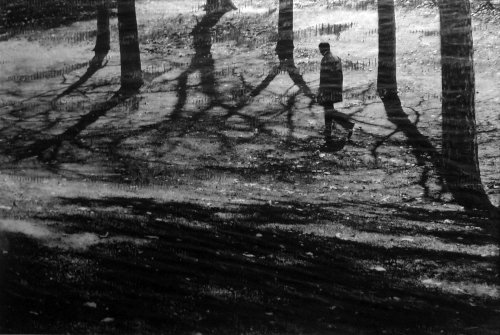 Tastwo Photography - Strolling through tree shadows