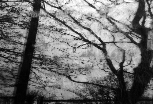 Tastwo Photography - New windows and old tree