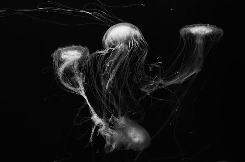 Cetywa Powell - Ghostly Jellyfish 4