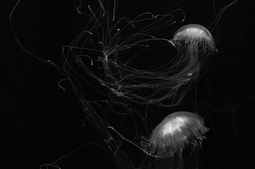 Cetywa Powell - Ghostly Jellyfish 5