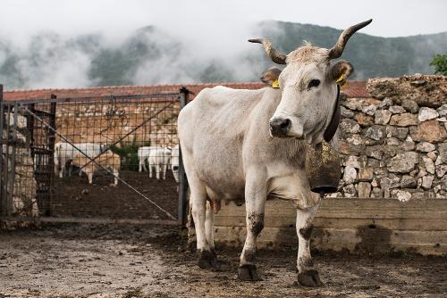 Christopher Neglia - From the Series "Inheritors of the Trail: Transhumance in Italy from the Tavoliere to the Molisan Mountains" 