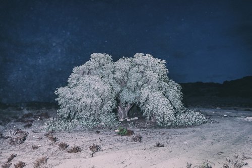 YorgosYatromanolakis2