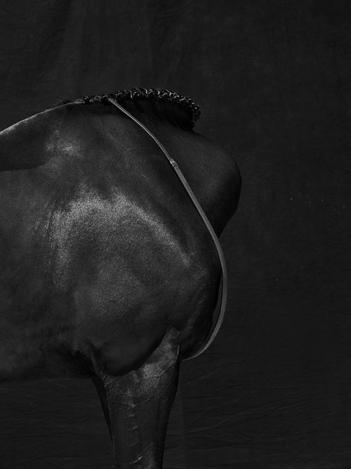 JUAN LAMARCA_ HORSE SERIES_2019