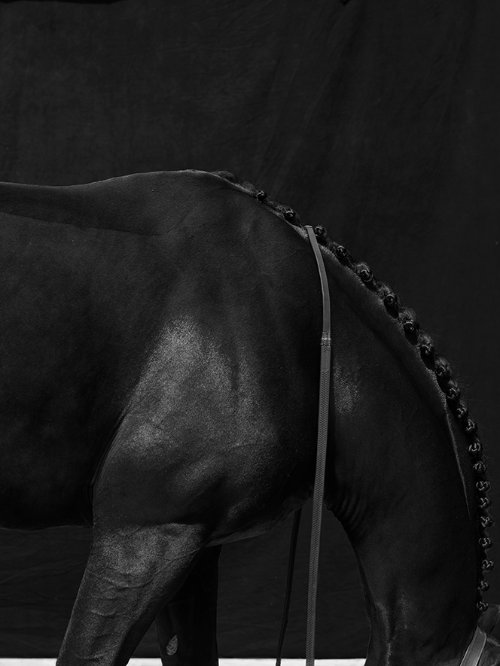 JUAN LAMARCA_ HORSE SERIES_2019