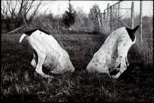 Dogs in a Hole, LamWood Ranch 2005